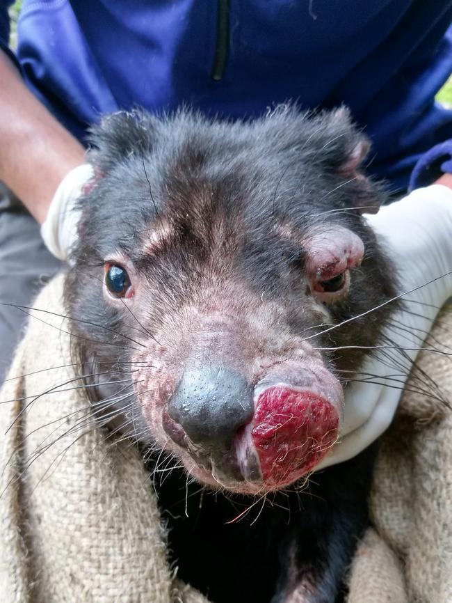 Tasmanian devil with a facial tumour. Picture: Manuel Ruiz