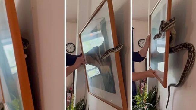 The snake was safely removed from behind the picture and relocated. Picture: Facebook.