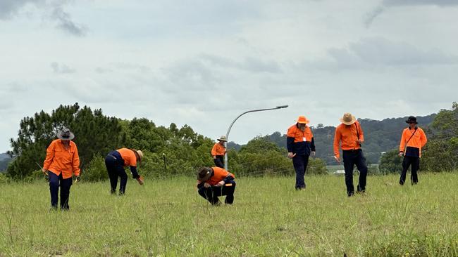 Members of the National Fire Ant Eradication Program carefully inspect a site in South Murwillumbah for any sign of red imported fire ants. Picture: supplied.