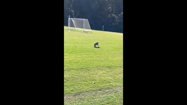 Koala on a soccer field