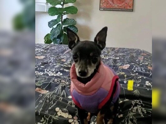 Chihuahua Zoe was handed into a vet practice soon after she was stolen. Picture: Supplied.