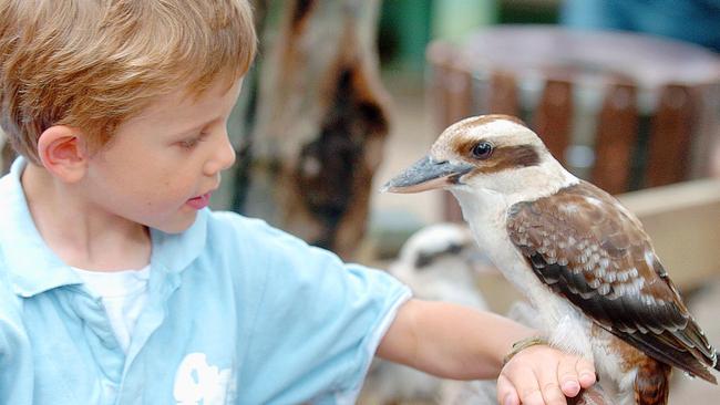 Lars Hoerzer with kookaburra Cuddles on January 19, 2006. Picture: Ann Moran