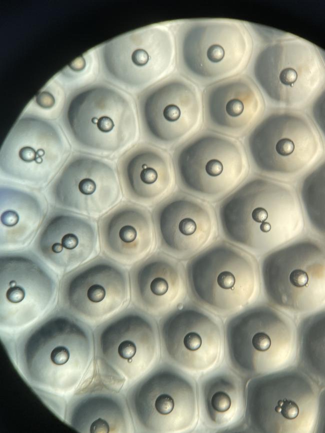 Golden perch eggs under the microscope