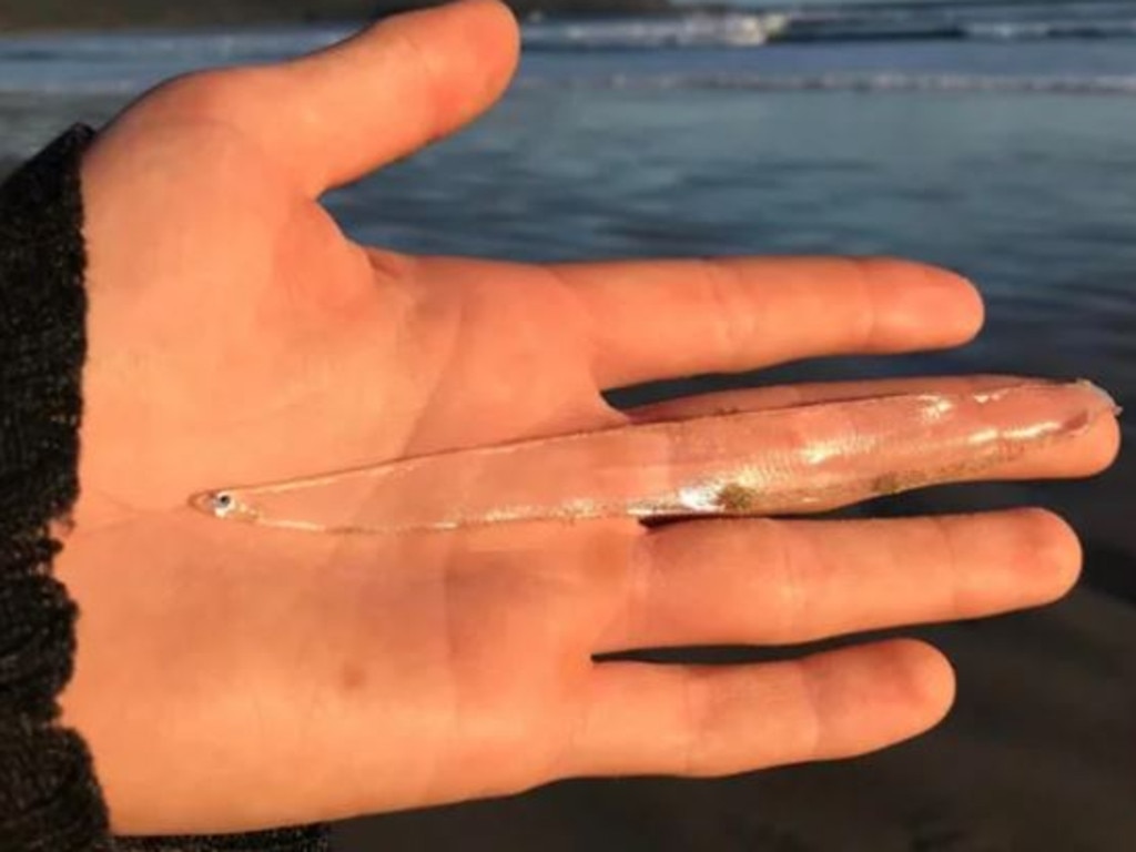 A Tasmanian woman has shared her incredible find on the sand at Bruny Island, mistaking a completely translucent fish for a piece of seaweed.