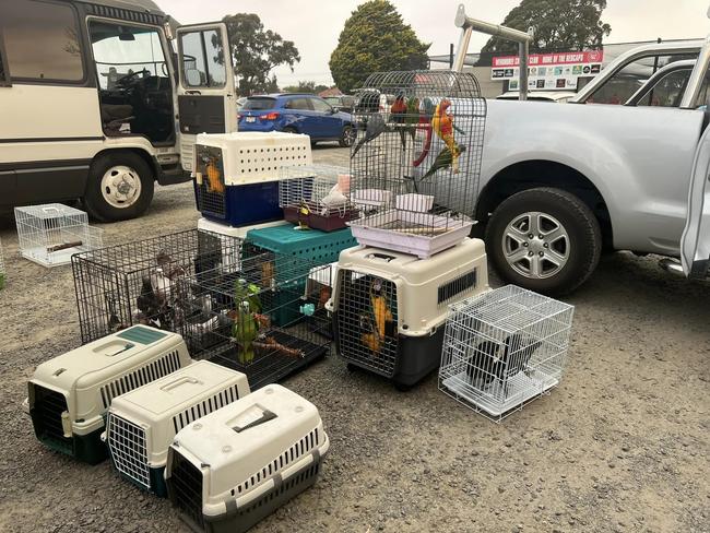 Evacuating Avi Bird Rescue from the Beaufort bushfire. Picture: Work For Birds/Facebook