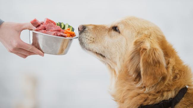 A super cute golden coloured dog is smelling a bowl of food that his owner is holding. Picture:iStock