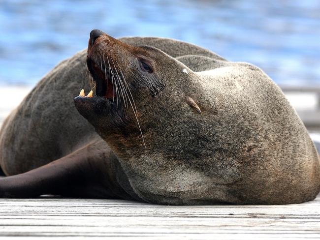 A male Australian fur seal taking refuge and relaxing on a jetty near the Geilston Bay Boat Club on the River Derwent in Hobart