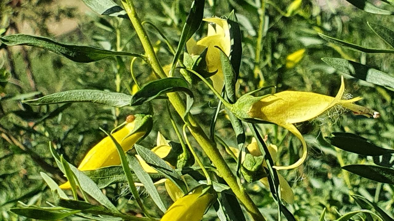 Eremophila maculata yellow