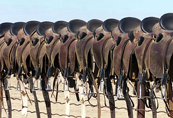 Saddle up ... the horseriders's equivalent to the car seat await their passengers on a fence / Sarah Reed