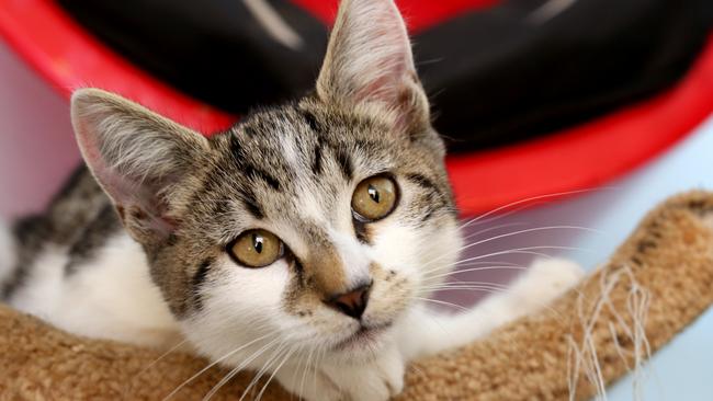 The Coldstream Animal Aid has cleared out the cattery. Picture: Stuart Milligan