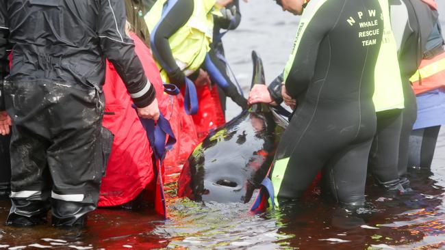 Rescuers from various organisations work to return a large pilot whale that was beached at Ocean Beach to the water at Strahan. Day four. Thursday, September 24, 2020. Picture: PATRICK GEE