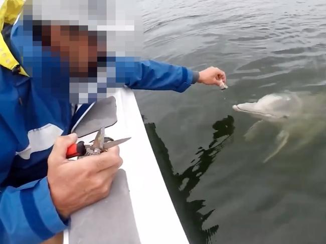 A man has been fined $431 for hand-feeding a wild dolphin from a boat during a fishing trip in Tin Can Bay. Picture: Queensland Department of Environment and Science