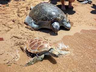 HOME: Sea turtles Ben and Samson were released at Cannonvale Beach on Saturday. Picture: Whitsundays Photography