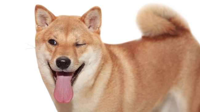 Every Doge has its day. Sometimes more than one. Picture: Getty Images