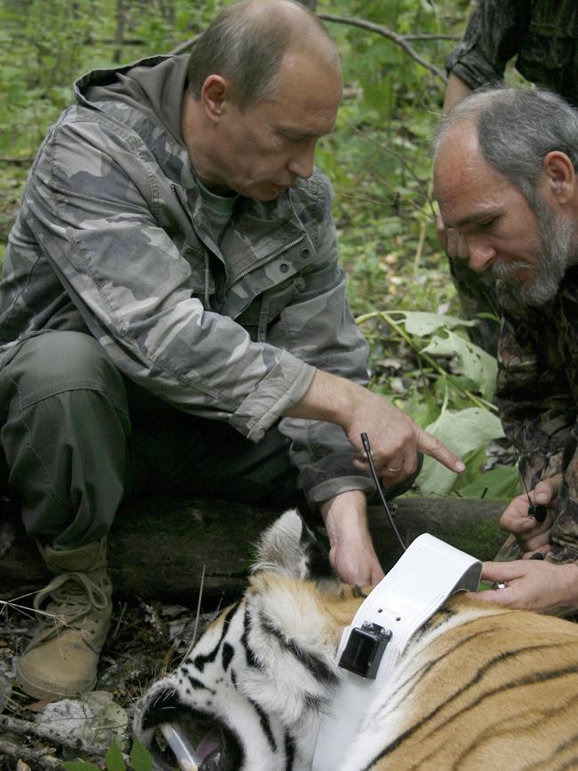 Vladimir Putin holds a head of the tranquillised five-year-old Ussuri tiger as a researcher puts a collar with a satellite tracker on it.