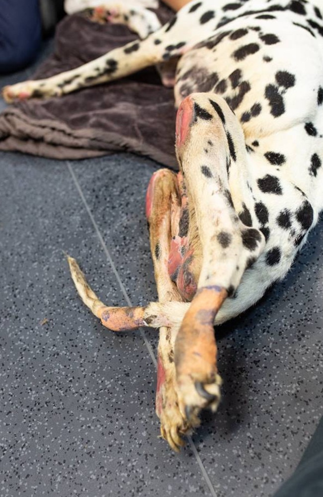 The condition Barry the dalmatian's was found in by the RSPCA days after the above photo was published on social media. Picture: RSPCA Queensland