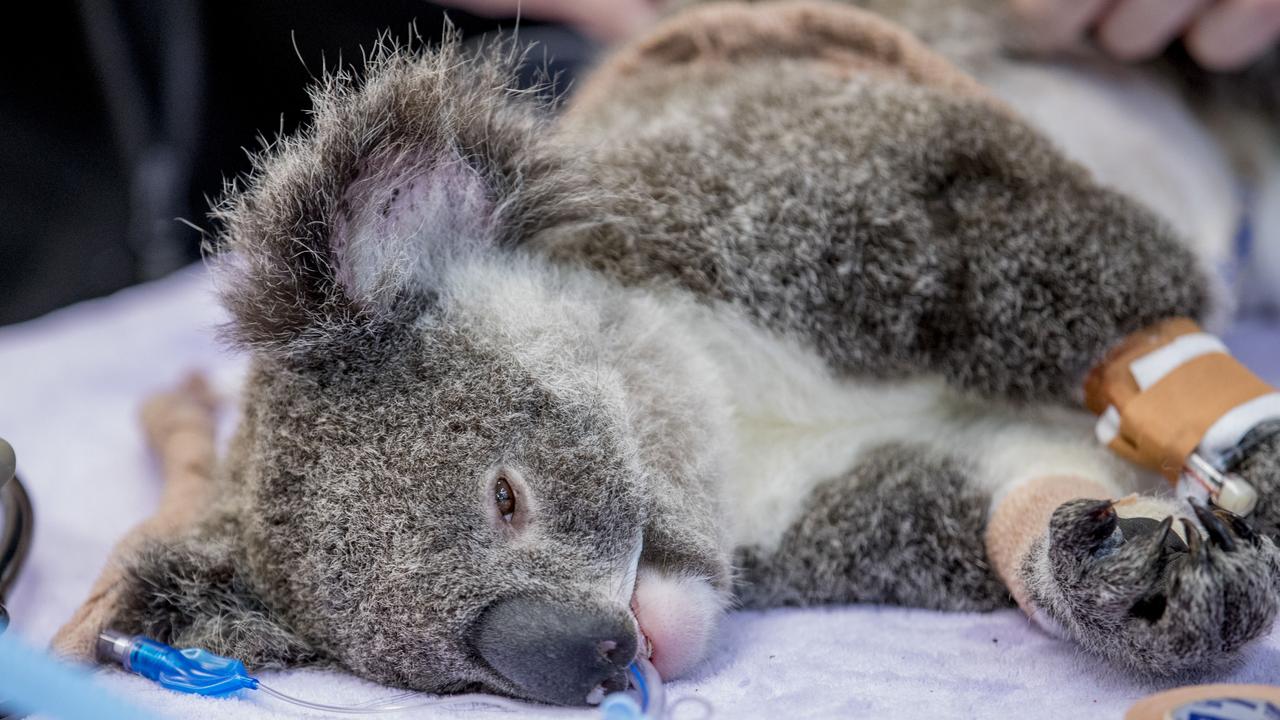 Currumbin Wildlife Hospital Foundation receives $48k 4WD, records spike ...