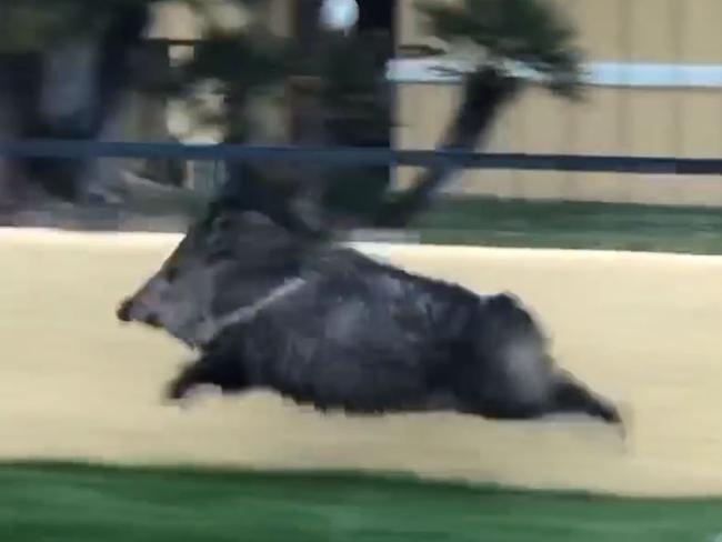 The javelina was filmed running on a street in Texas. Picture: Viralhog