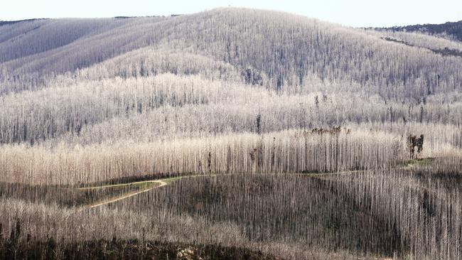 The Allan Government’s own Great Outdoors Taskforce has called for improved forest management, not more national parks.