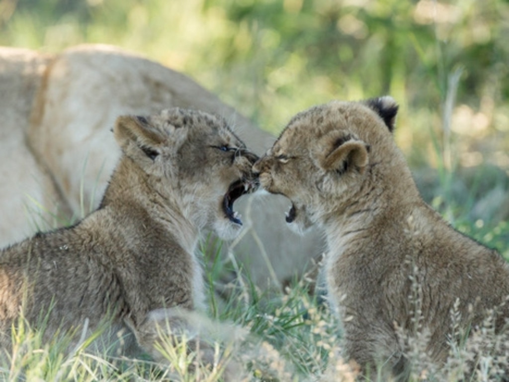 Lions endangered: Remembering Lions charity book to raise cash | Daily ...