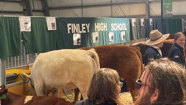 Finley High School's competitive cattle.