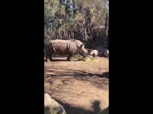 Rare White Rhino Birth Celebrated at Chilean Zoo