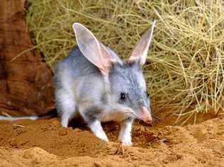 Buy a chocolate Bilby instead of a bunny, which will support the campaigns to ensure the bilbies survival for the future. Picture: Department of Environment