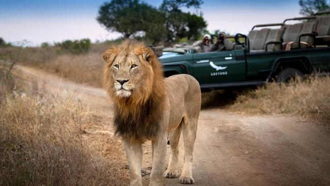 A game drive close encounter at Phinda Private Game Reserve in South Africa.