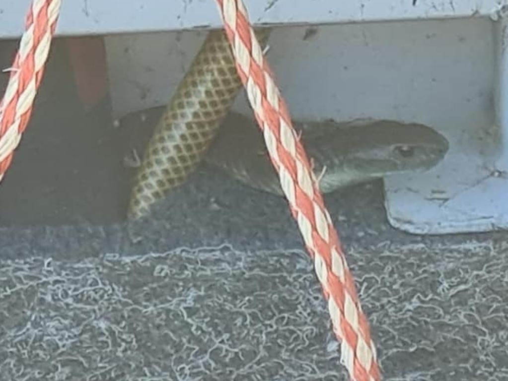 A Victorian fisherman discovered he was sharing his vessel with a tiger snake. Photo: Gippsland Snake Catchers, Facebook