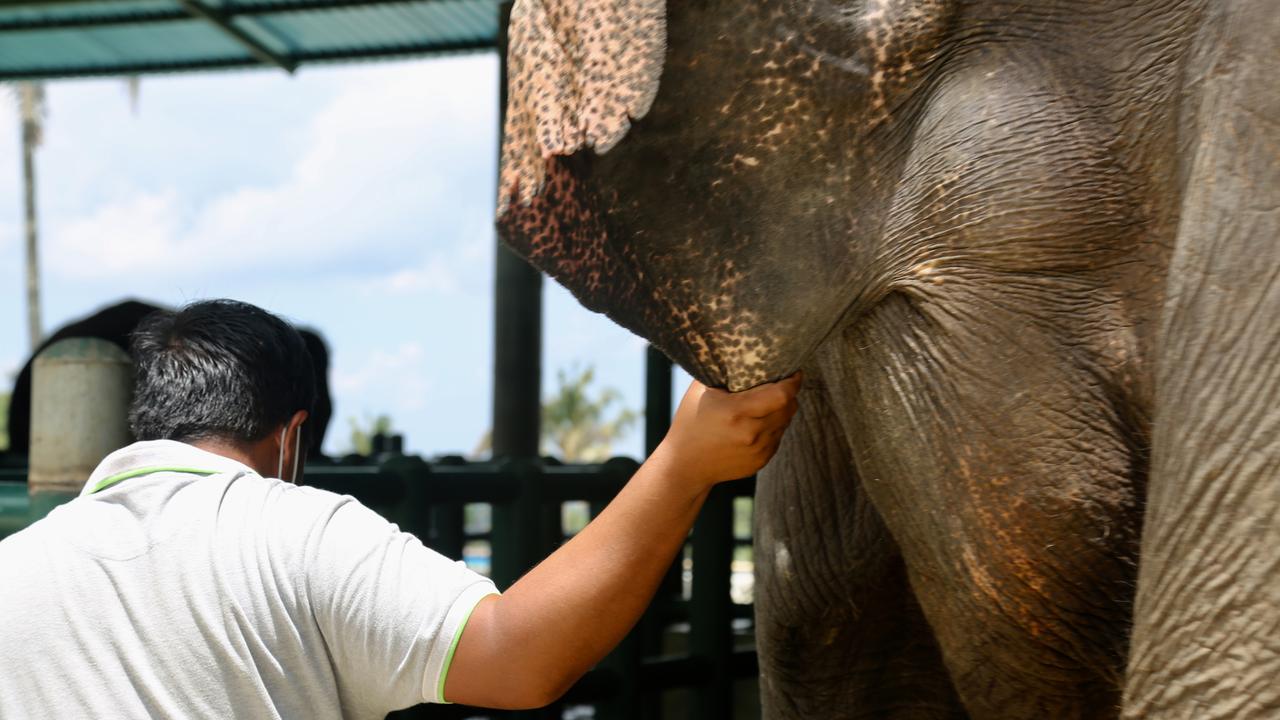 An elephant bath is offered at some Bali sanctuaries.