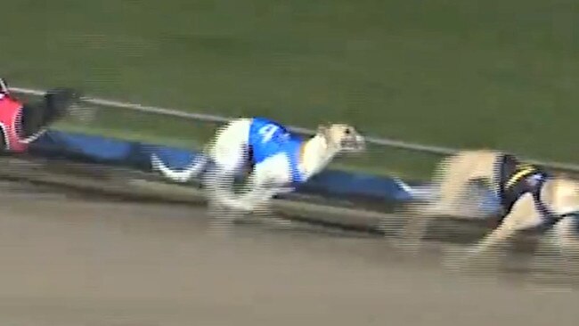 Tah Tracey (wearing the Number 4 rug) running their final race in Launceston on Monday June 19, 2023.