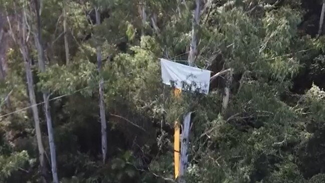 A screenshot of the video of a protester in a tree in Orara East State Forest near Coffs Harbour on June 6, 2023.