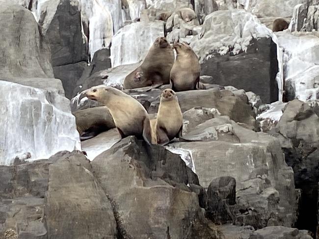 Seals on Tasman Island seen during the Pennicott Wilderness Journeys cruise on day three of the Life's an Adventure Three Capes Walk. Picture: Philip Young