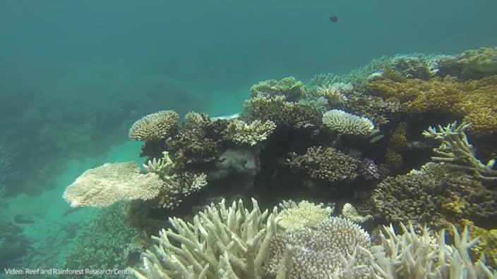 Coral bleaching off Cairns tourism sites | news.com.au — Australia’s ...