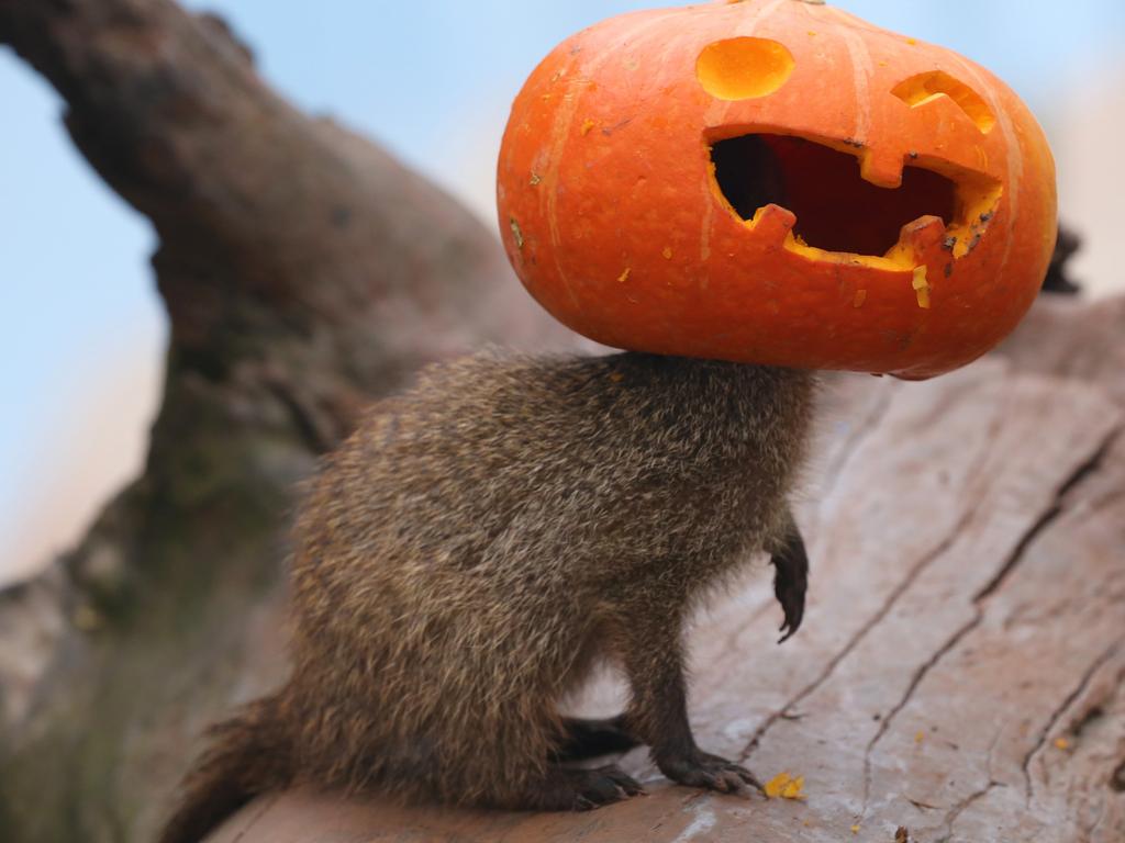 A banded mongoose plays with the pumpkin ahead of the Halloween at the Loca Joy theme park in Chongqing, China. Picture: Getty Images.