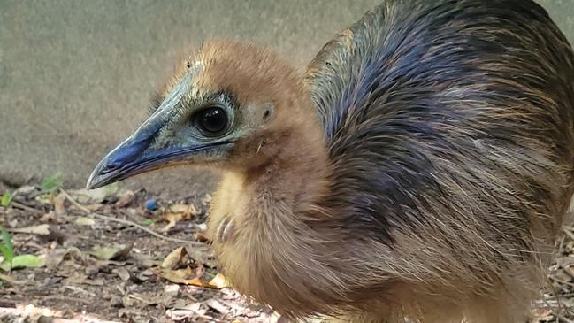 Orphaned cassowary chick, Bunji, who was found by the side of the Bruce Highway between Tully and Cardwell.