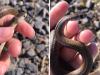 Girl 'extremely lucky' after picking up deadly snake