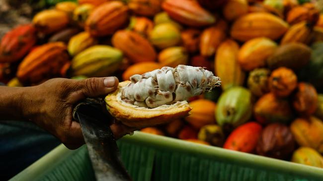 The inside of a cocoa bean, which is the key ingredient in chocolate. Picture: AFP