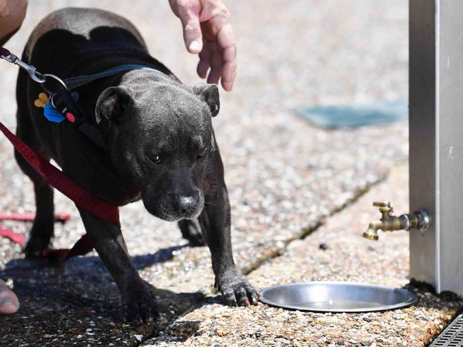 Barry and Alison Watson with their dog Ash are concerned with the recent dog poisoning at Dicky Beach in pet public water bowls, Caloundra. Picture: Patrick Woods.