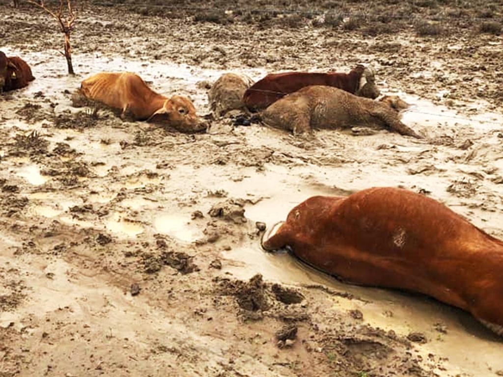 Some of the dead cattle found near Julia Creek. Picture: Rae Stretton