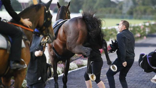 Trainer Chris Waller was lucky to avoid being kicked by Winx as she lashed out in the mounting yard after her final gallop at Rosehill. Picture: Rohan Kelly