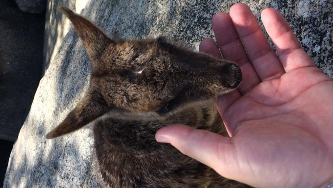 Rock wallaby at Granite Gorge Picture: Pasco Rogato