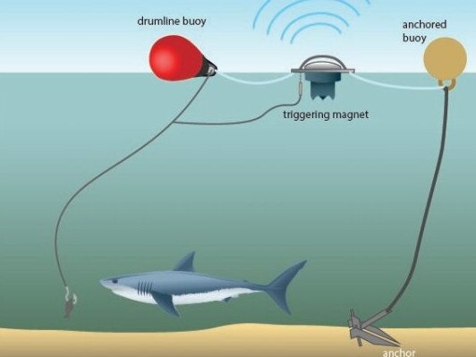 SMART drumlines comprise of an anchor and rope, twobuoys, and a satellite-linked communications unit which is attached to a trace and baited hook They allow sharks to be tagged,relocated, and released alive.