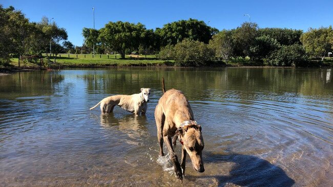 Gracey and Mochi at Saltwater Dog Park in Helensvale. Picture: Amanda Robbemond