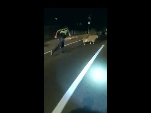 Cops led on un-baaa-lievable wild chase