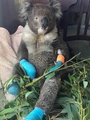 Koala in care with 1300Koalaz after suffering severe burns.