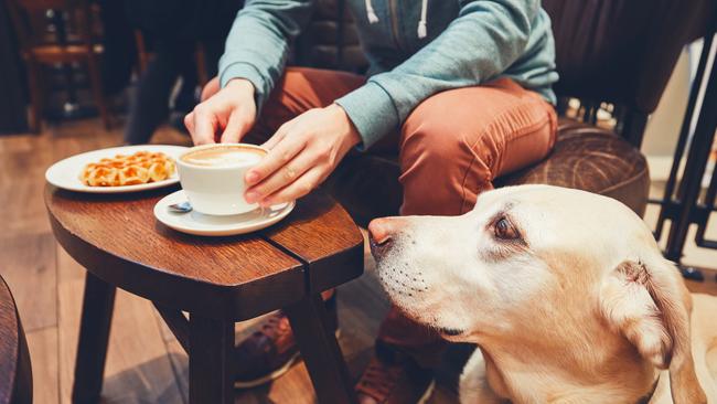 Cafes may not be the best environment for every dog.