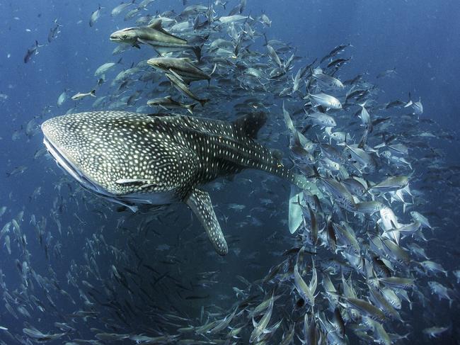 Photo by Dan CHARITY / National Geographic Nature Photographer of the Year contest Whale Shark in Thailand The young Whale Shark was swimming in the Gulf of Thailand at a popular dive site called Sail Rock near the island of Koh Pha Ngan. The brief encounter was was captured whilst diving the remote reef which the graceful giant was using as cleaning station, a sort of car wash for big fish.
