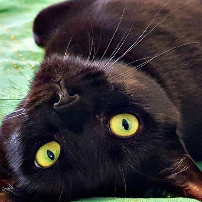 My queen Panda. She rules the household over the other cats, dogs, kids and myself. Picture: Amy Carr.