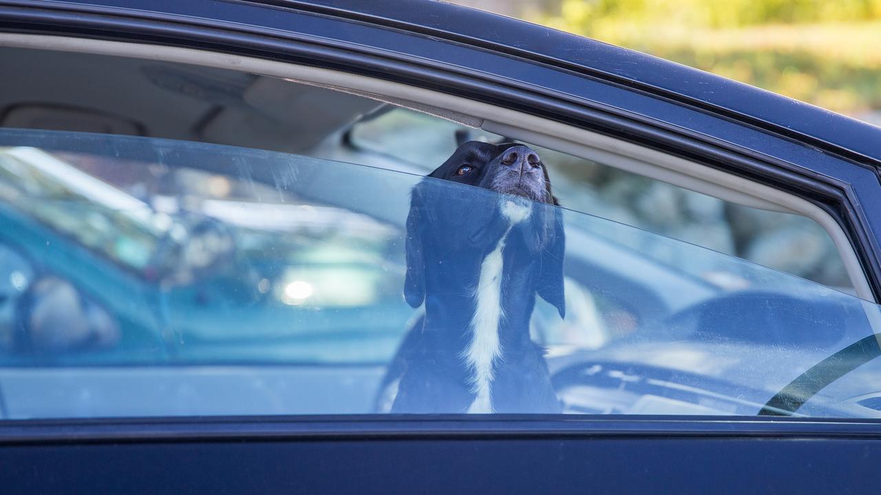 Animals locked in cars are another reason for roadside assistance call outs.